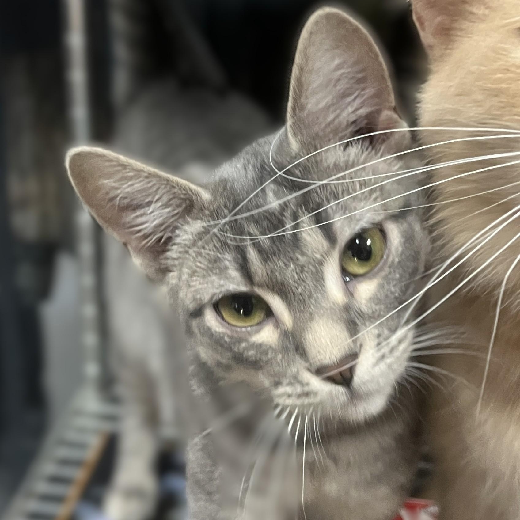 Enlarge Scamp, a Adoptable Domestic Short Hair in Shingletown, CA image 2/3