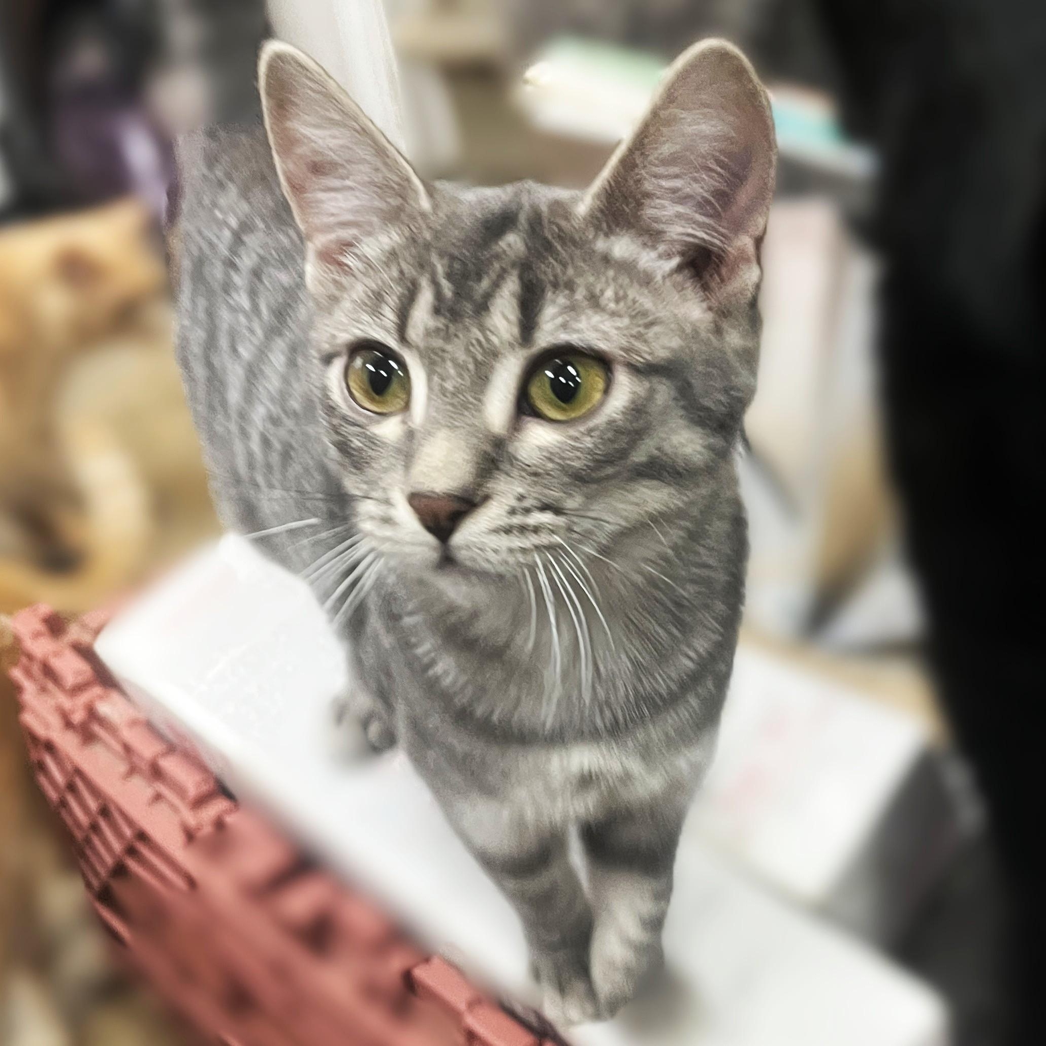 Enlarge Scamp, a Adoptable Domestic Short Hair in Shingletown, CA image 3/3