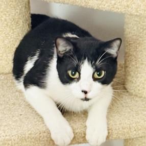Enlarge Brandi, a Adoptable Domestic Short Hair in St. Louis, MO image 2/6