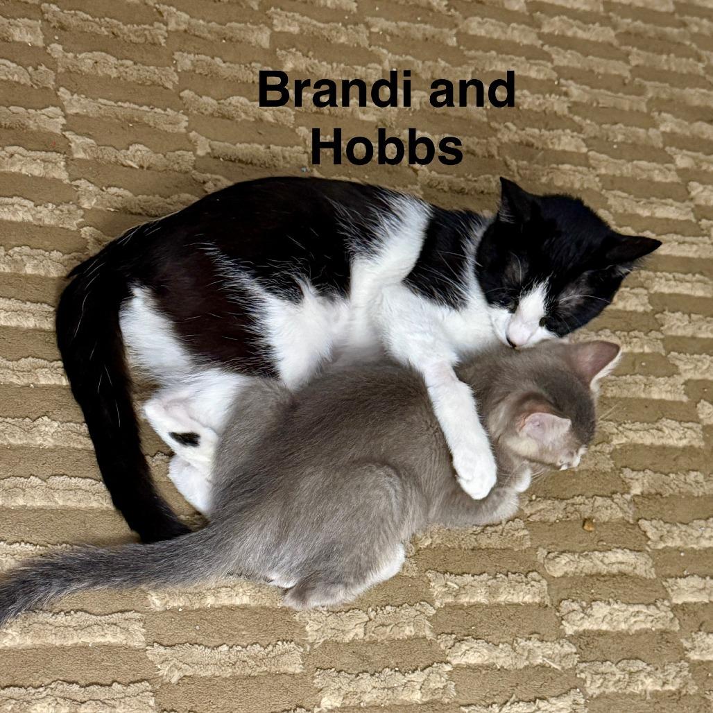 Enlarge Brandi, a Adoptable Domestic Short Hair in St. Louis, MO image 3/6