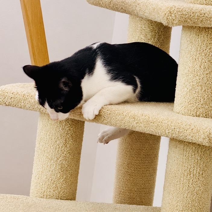 Enlarge Brandi, a Adoptable Domestic Short Hair in St. Louis, MO image 4/6