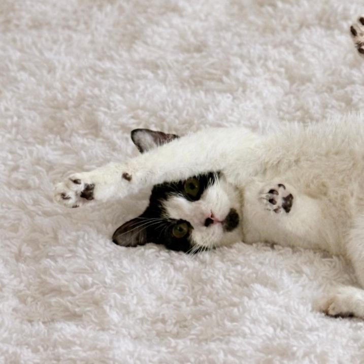Enlarge Brandi, a Adoptable Domestic Short Hair in St. Louis, MO image 5/6
