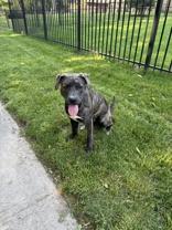 Enlarge Riggly, a Adoptable mixed breed in Indianapolis, IN image 1/1
