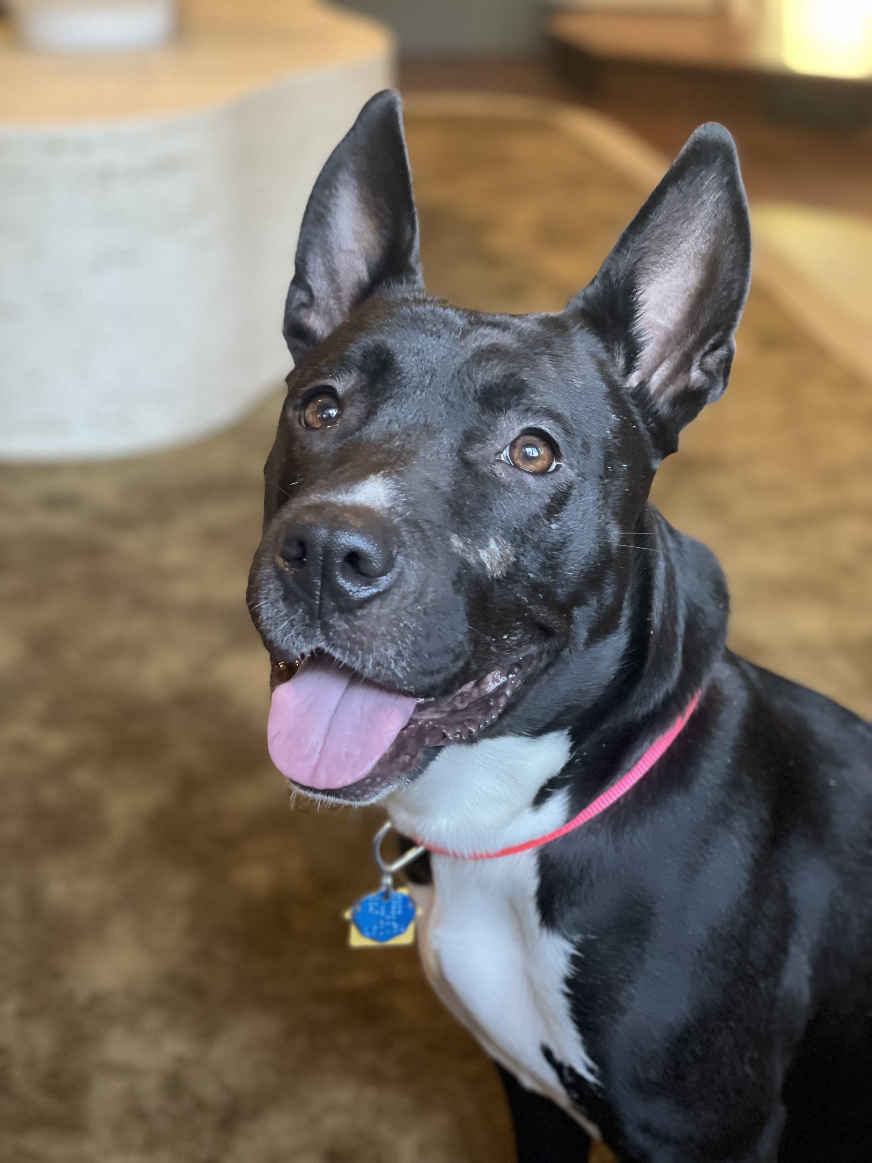 Enlarge Bambi, an adoptable mixed breed in Fremont, CA image 2/4