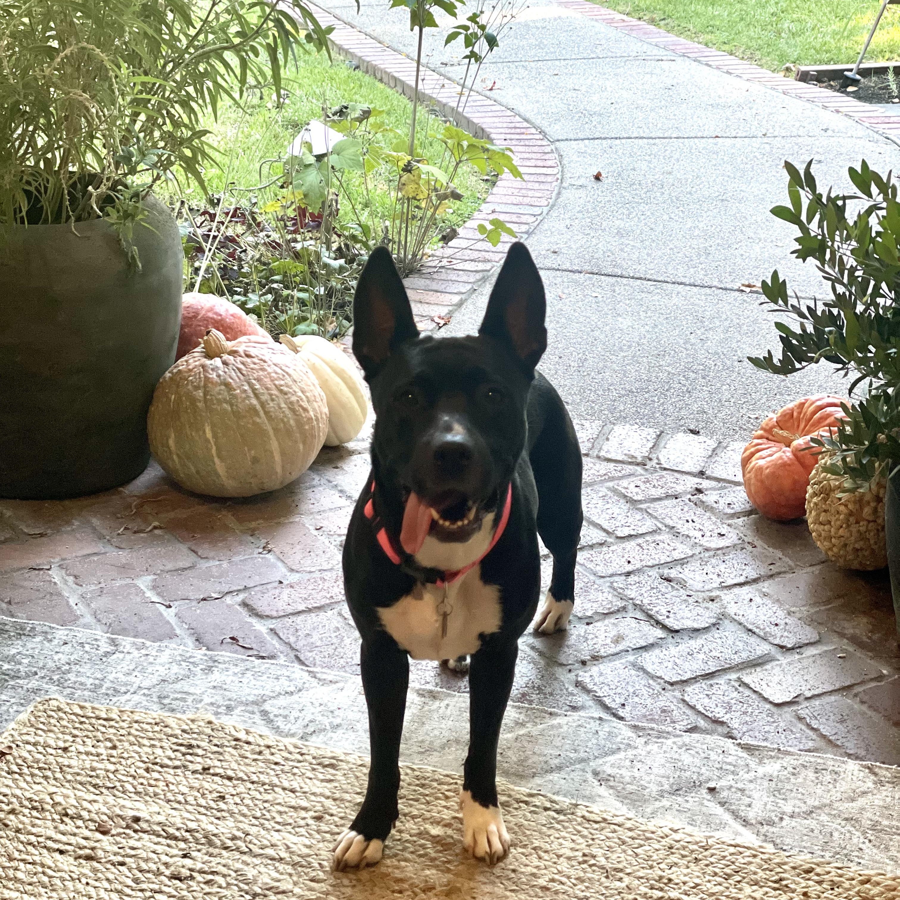 Bambi, adoptable, Adult Female Cattle Dog & Terrier.