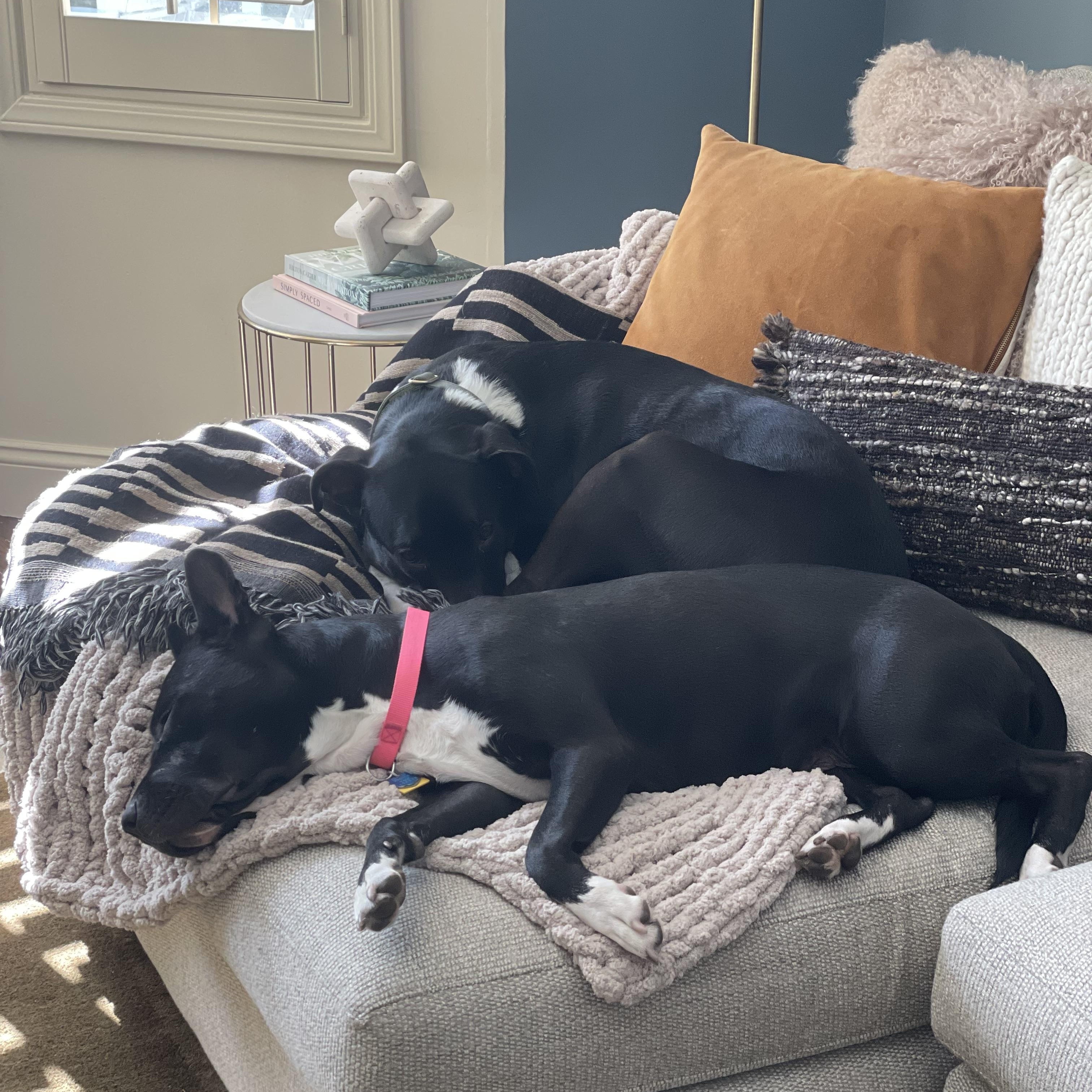 Enlarge Bambi, an adoptable mixed breed in Fremont, CA image 3/4