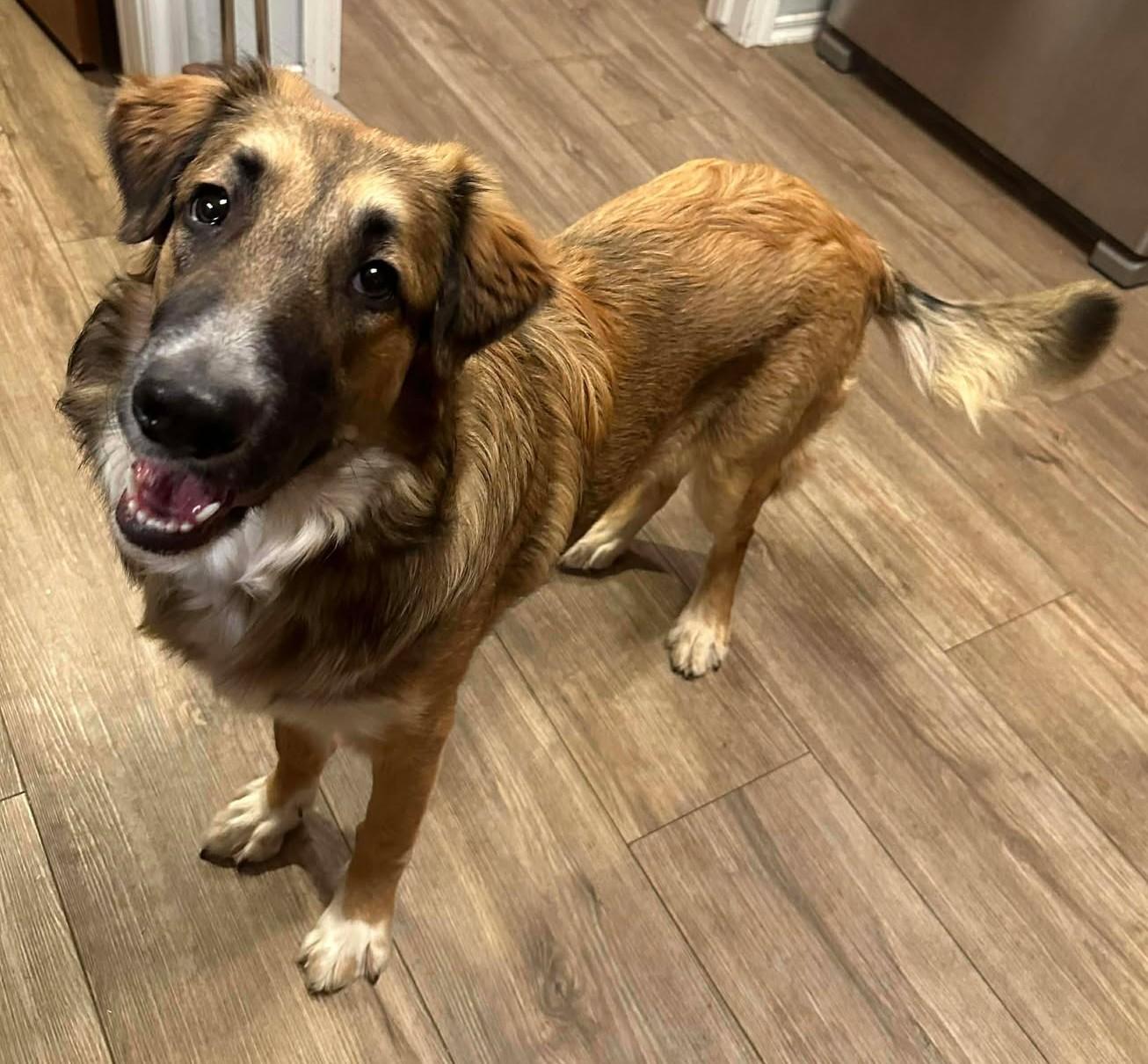 Gwendolynn, ADOPTABLE, Young Female Great Pyrenees.