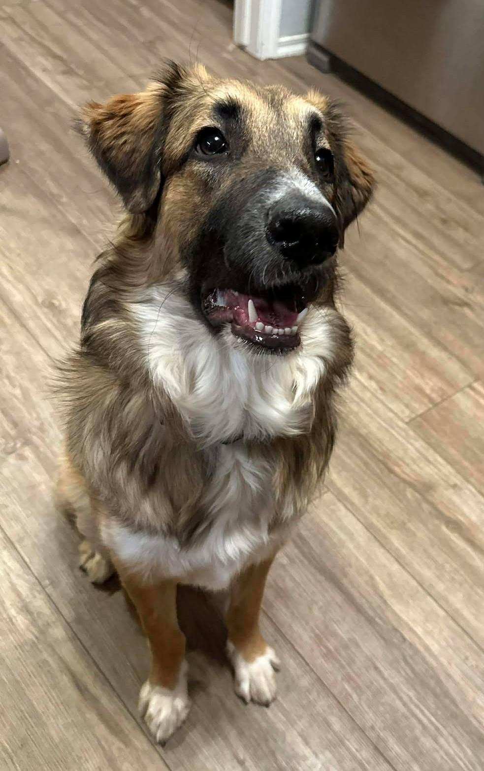 Enlarge Gwendolynn, an adopted mixed breed in Kiowa, OK image 4/6