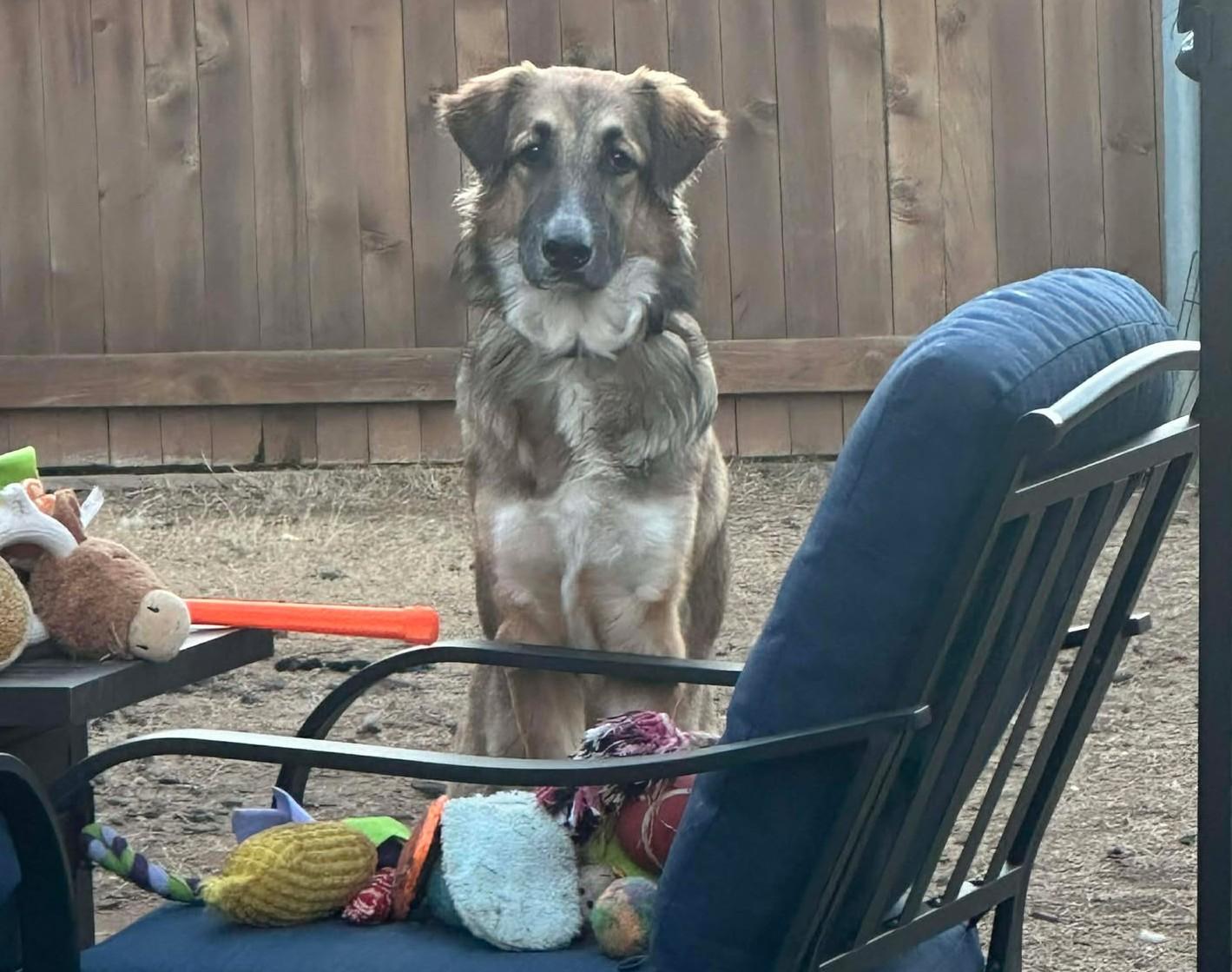 Enlarge Gwendolynn, an adopted mixed breed in Kiowa, OK image 6/6