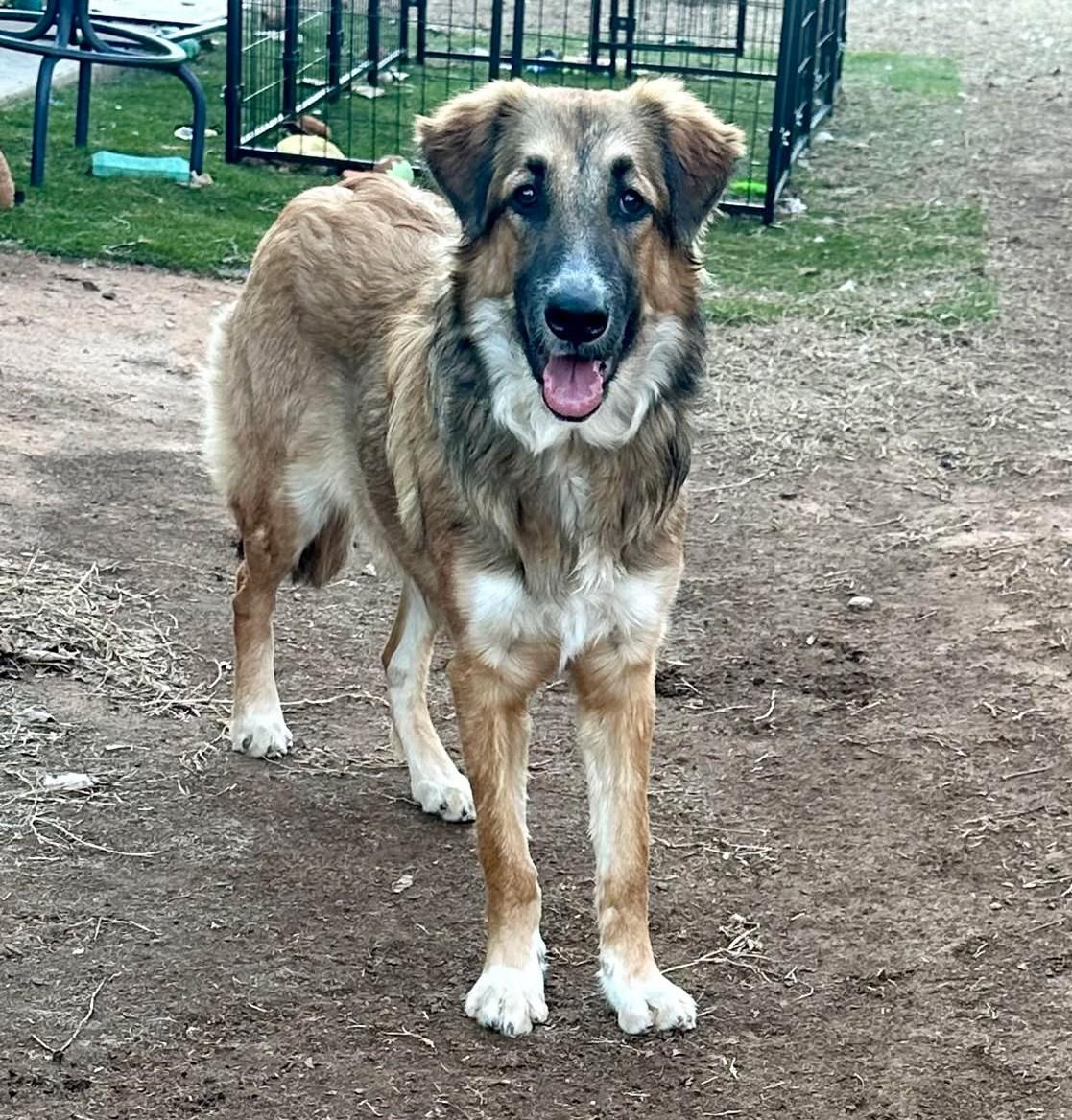 Enlarge Gwendolynn, an adopted mixed breed in Kiowa, OK image 3/6
