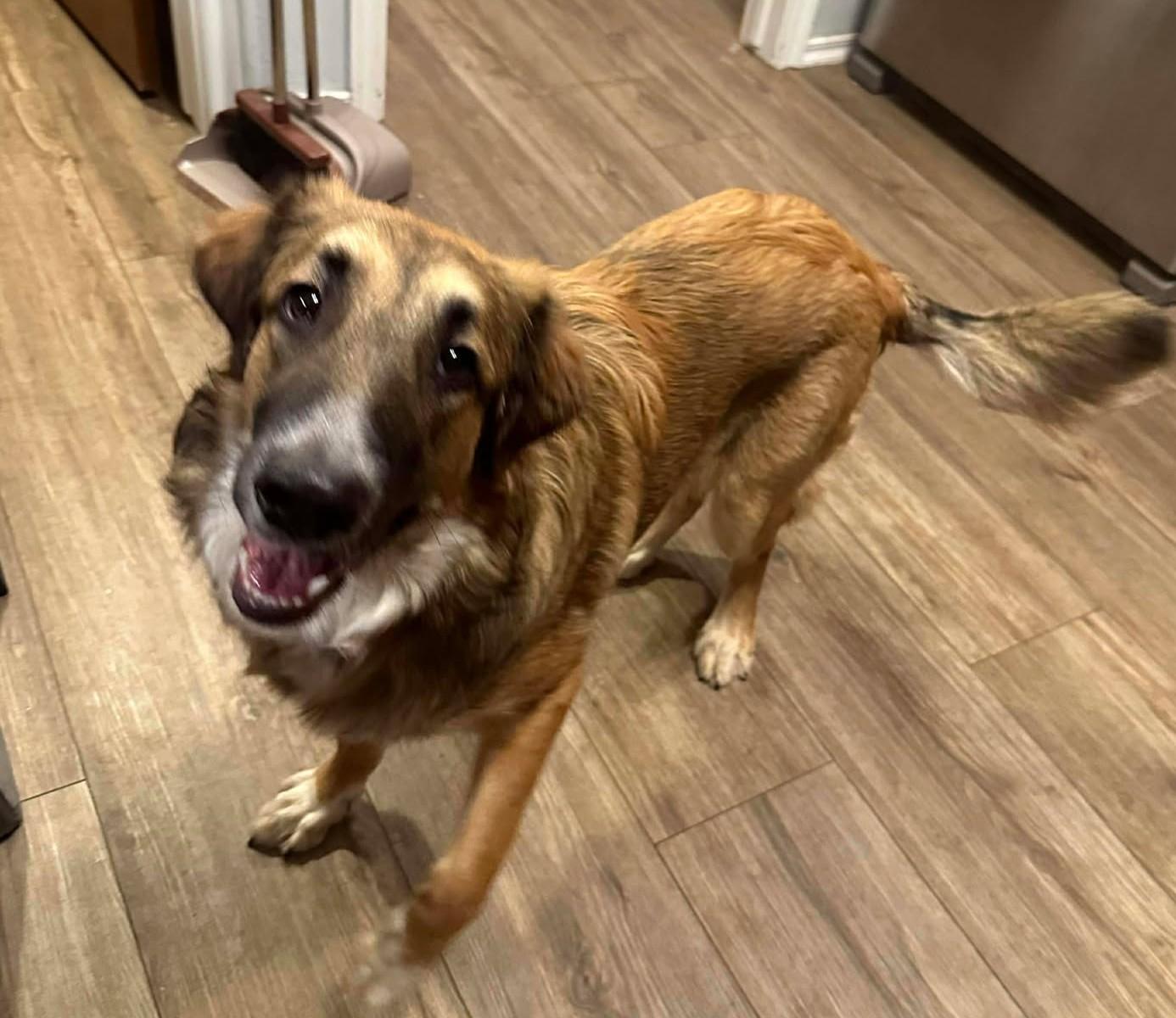 Enlarge Gwendolynn, an adopted mixed breed in Kiowa, OK image 2/6