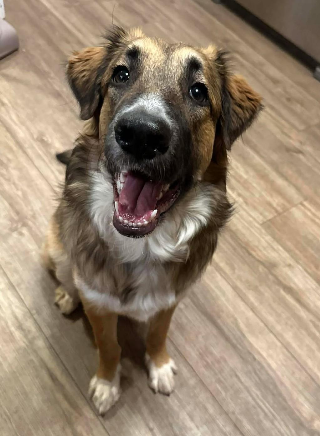 Enlarge Gwendolynn, an adopted mixed breed in Kiowa, OK image 5/6