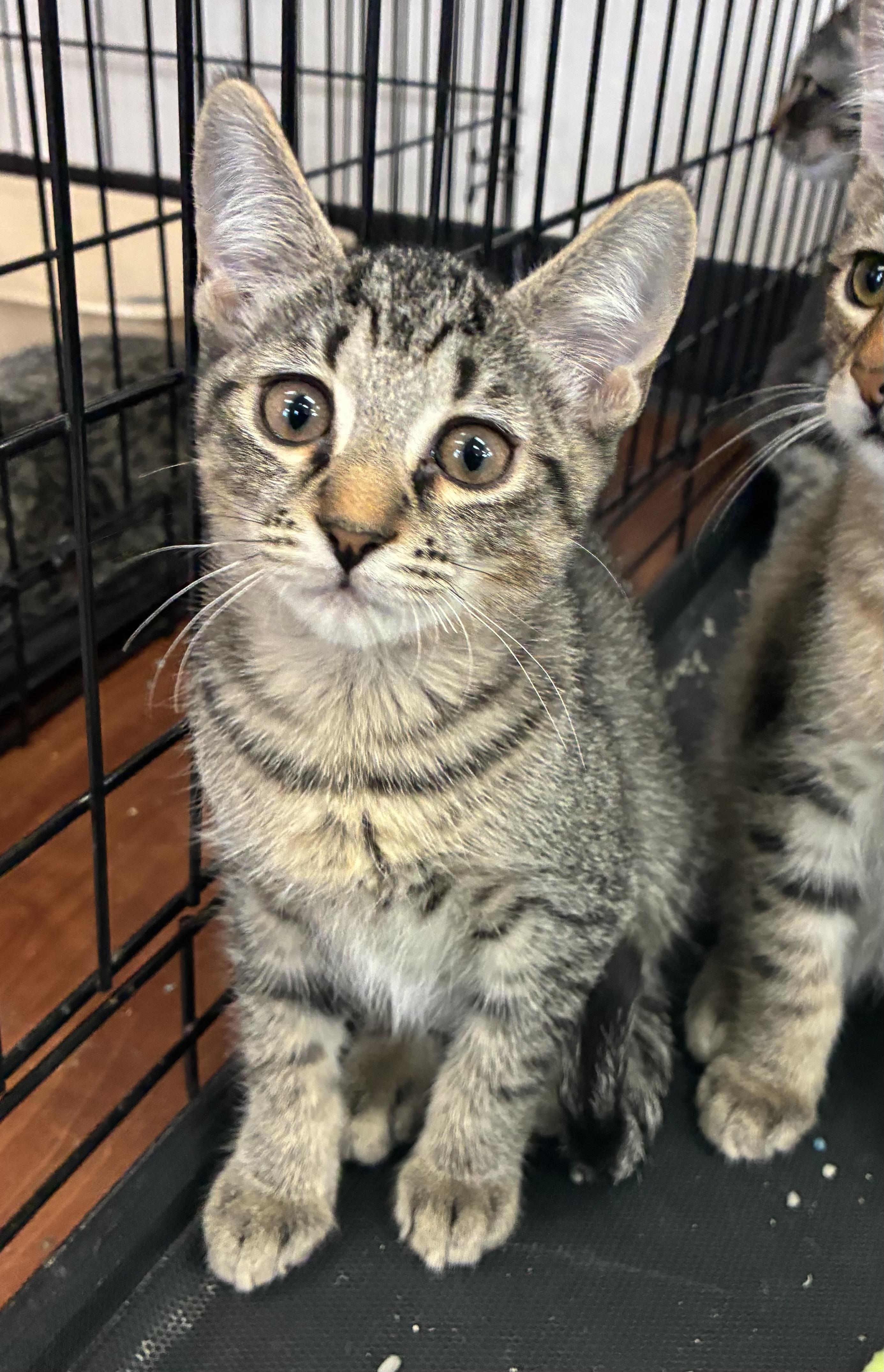 Enlarge Sterling, a ADOPTABLE Domestic Short Hair in Breinigsville, PA image 1/1
