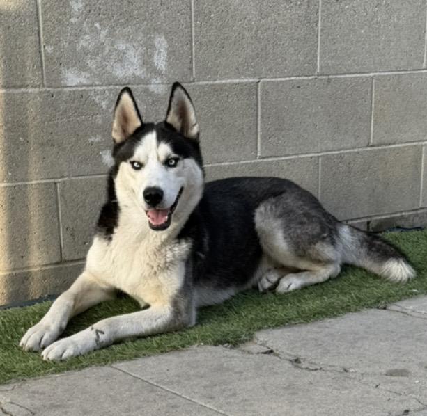 Enlarge Milo, a Adoptable Siberian Husky in Los Angeles, CA image 1/2