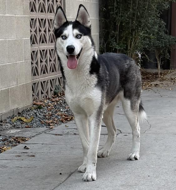 Enlarge Milo, a Adoptable Siberian Husky in Los Angeles, CA image 2/2