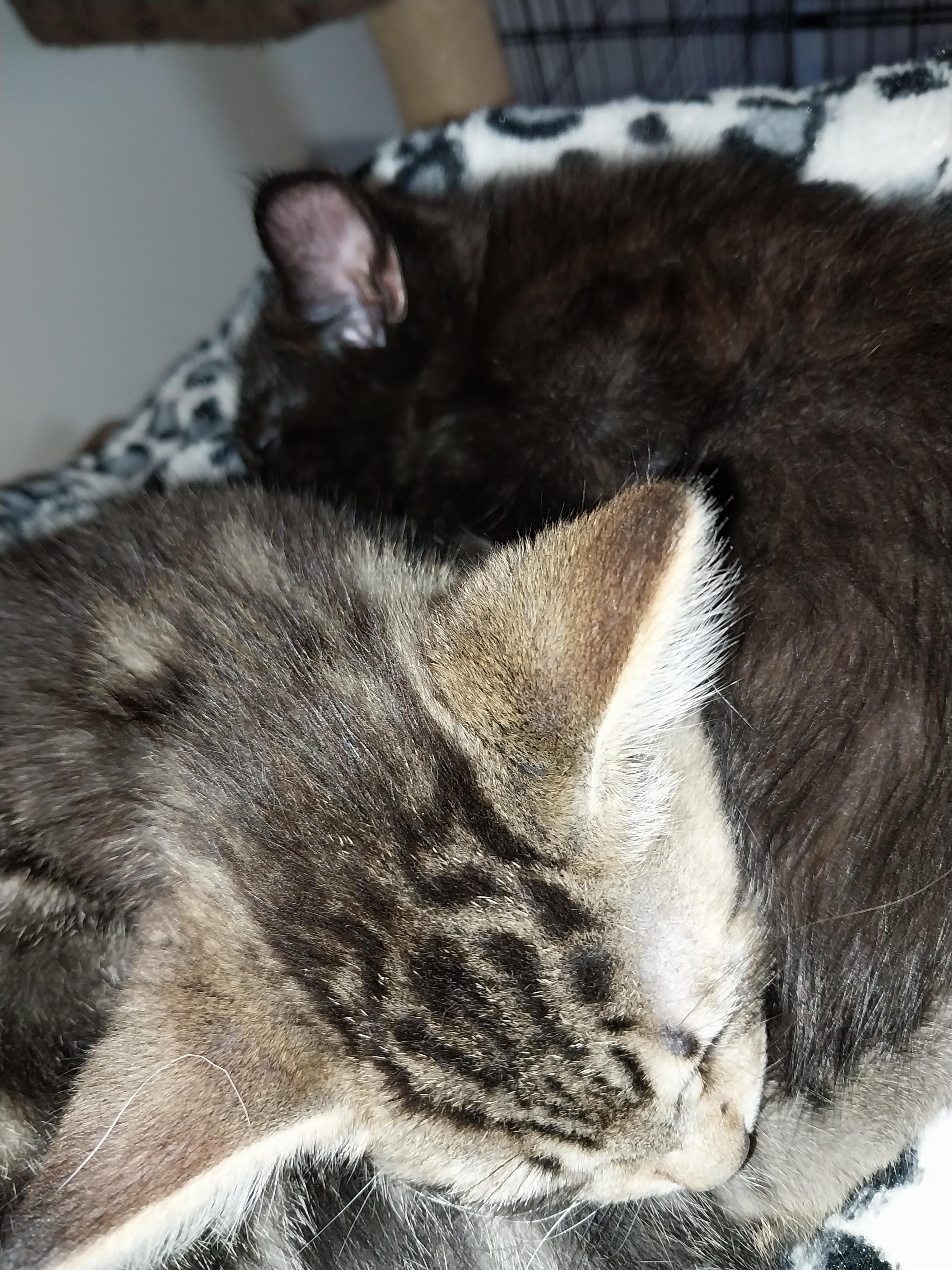 Mika, ADOPTABLE, Kitten Male Domestic Short Hair.