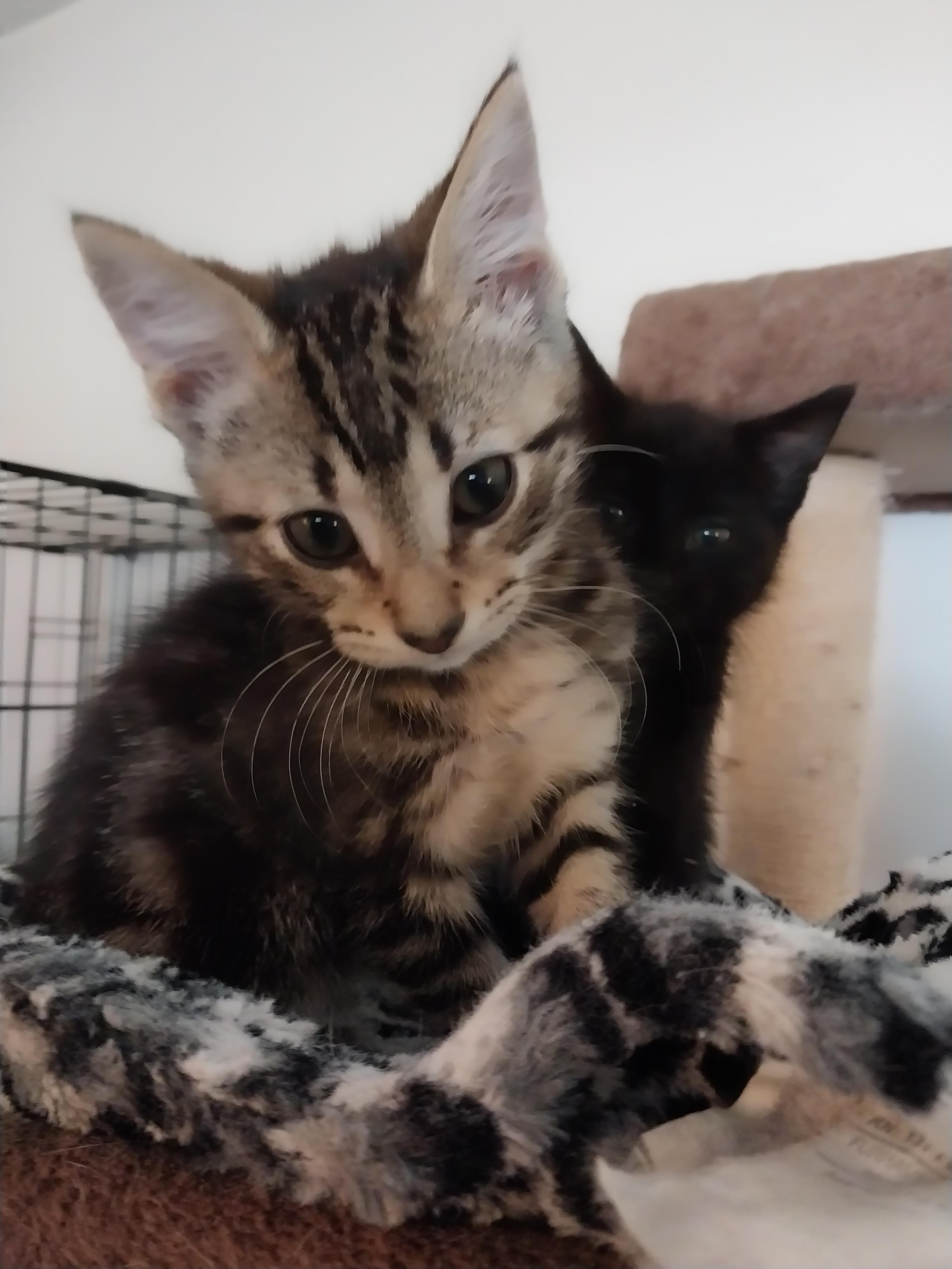 Enlarge Mika, a ADOPTABLE Domestic Short Hair in Aylett, VA image 3/3
