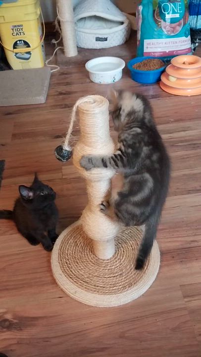 Enlarge Mika, a ADOPTABLE Domestic Short Hair in Aylett, VA video 1/3