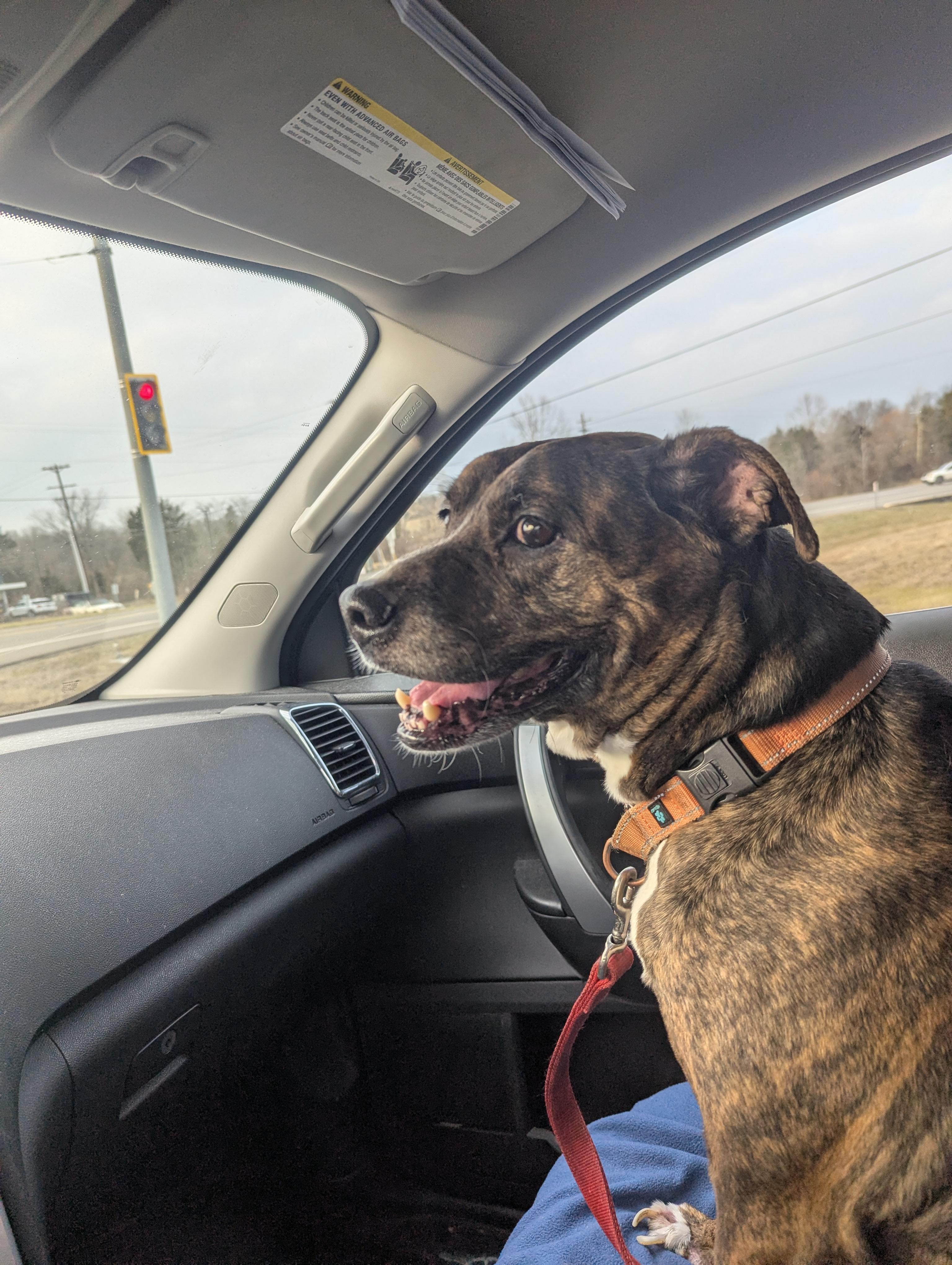 Enlarge Camo, a Adopted mixed breed in Cincinnati, OH image 2/2