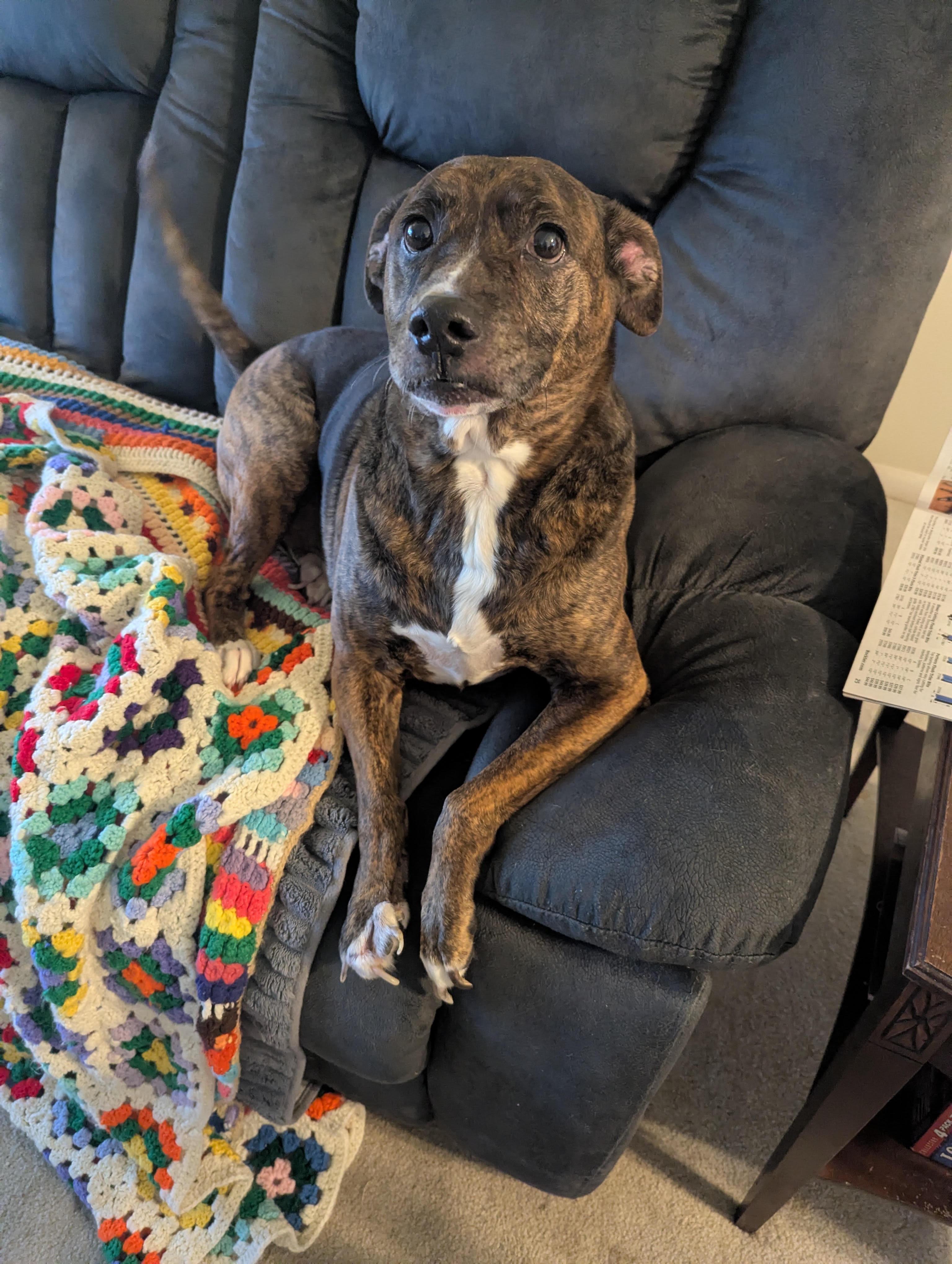 Camo, Adopted, Adult Male Mountain Cur.