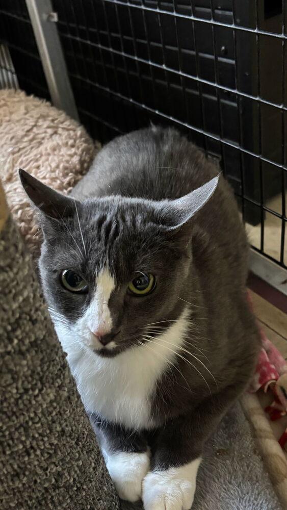 Boo, a Adoptable mixed breed in Stockton, CA image 2/4