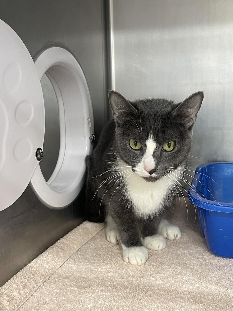 Boo, a Adoptable mixed breed in Stockton, CA image 2/2