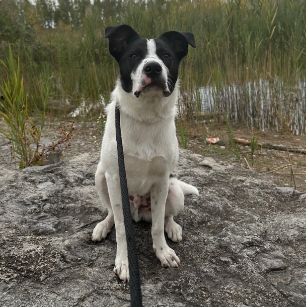 Murphy, Adoptable, Young Male Great Pyrenees & Border Collie.