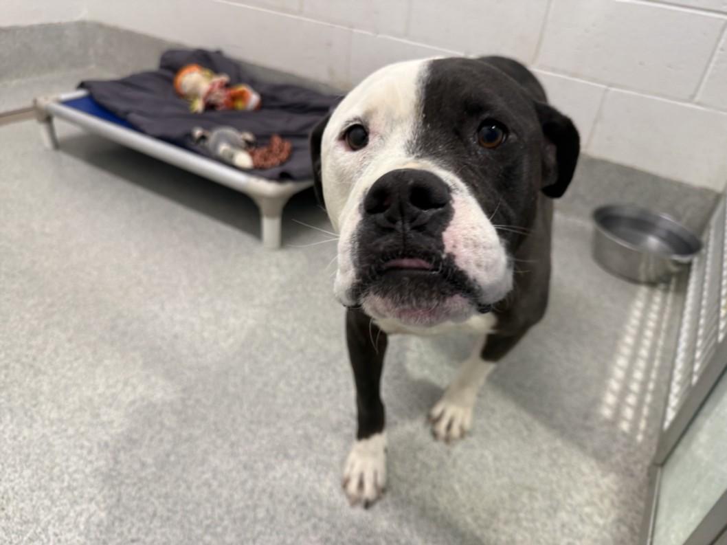 MR. MAN, Adoptable, Adult Male Pit Bull Terrier & Mixed Breed.