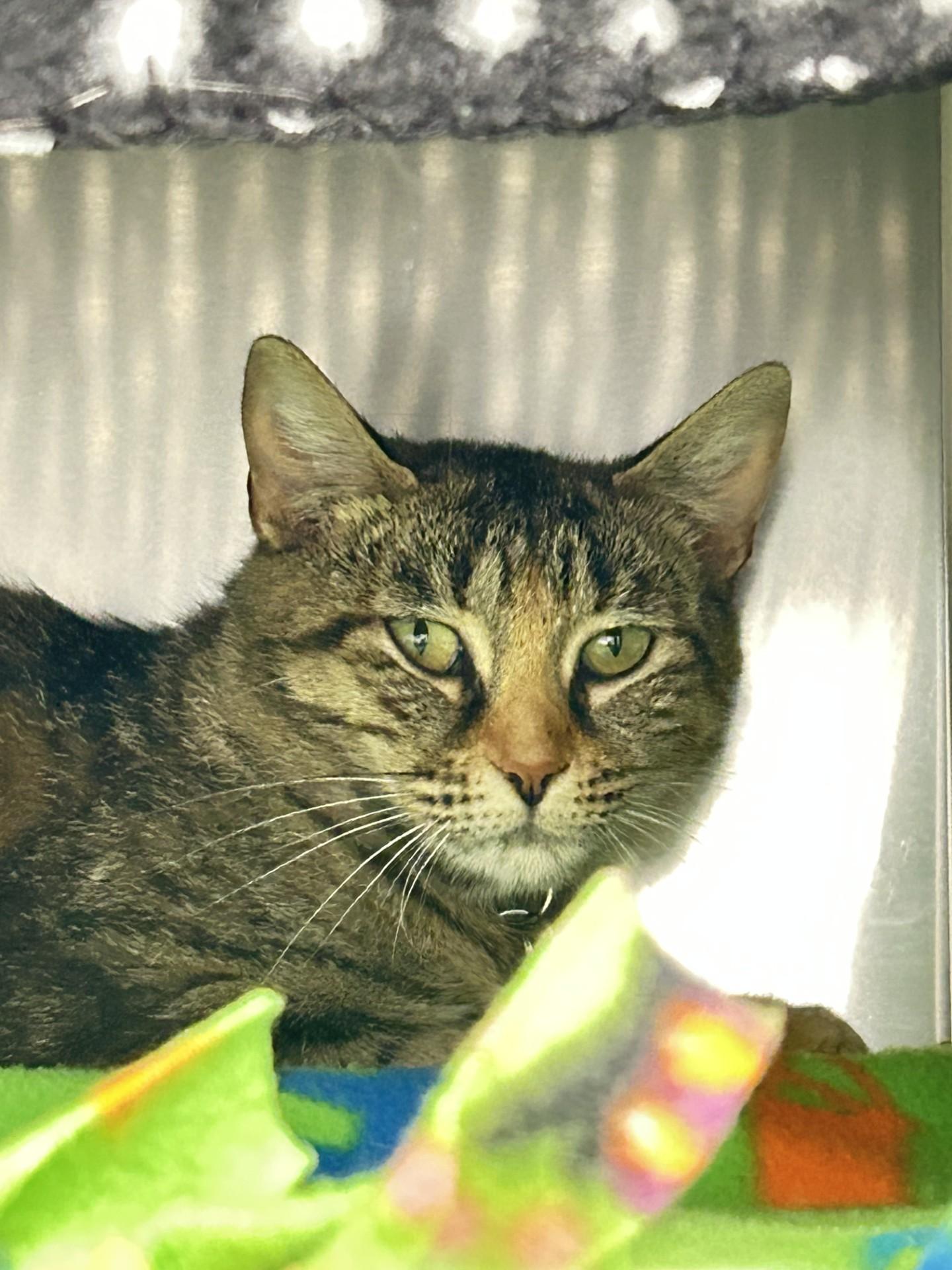 Eleanor, ADOPTABLE, Adult Female Domestic Short Hair.