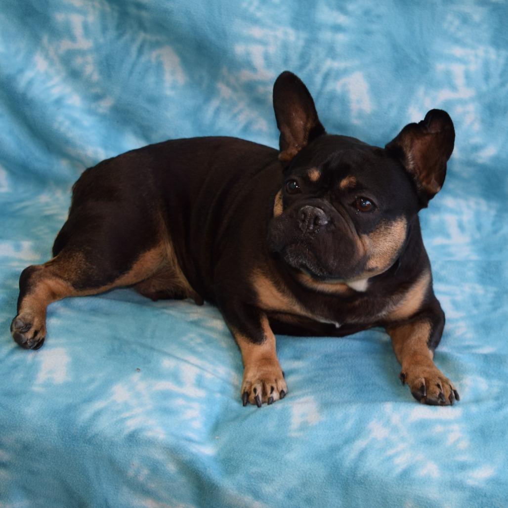 Martha, Adoptable, Adult Female French Bulldog.