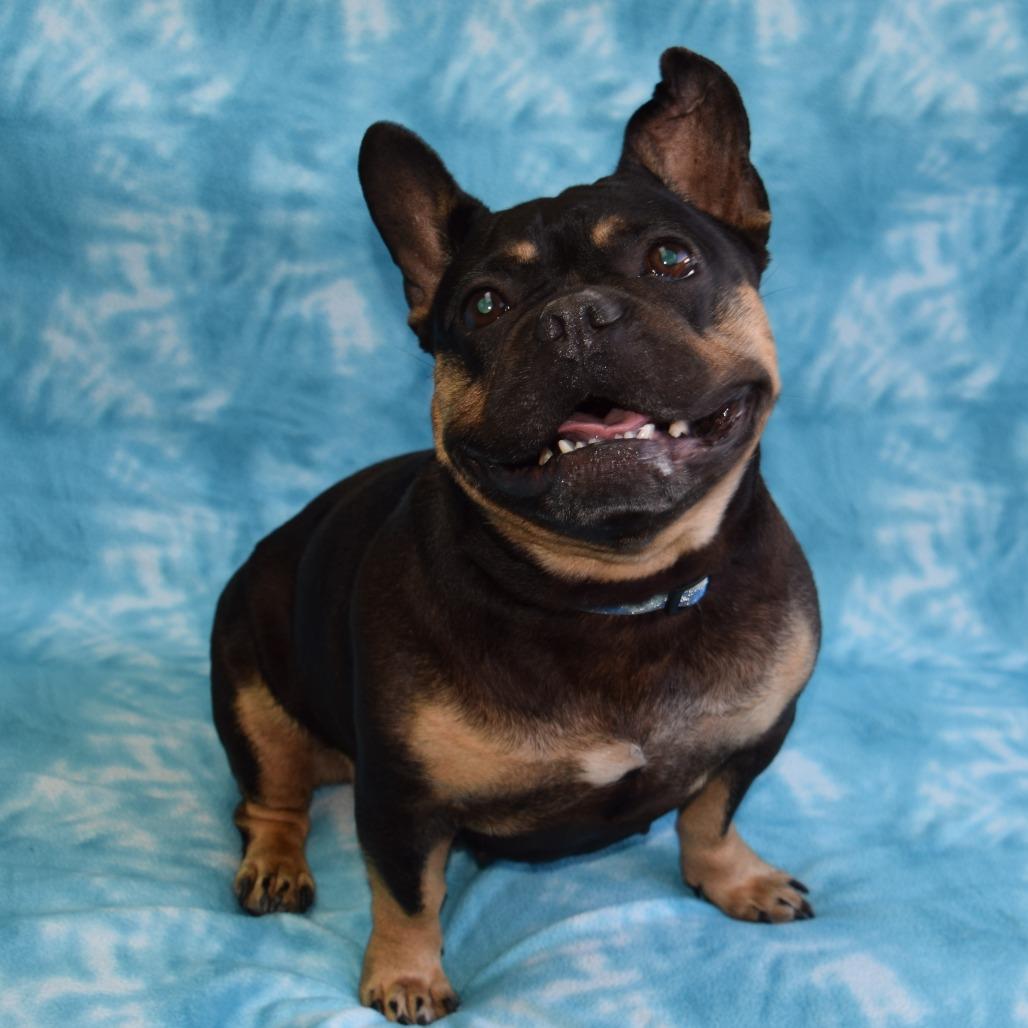 Enlarge Martha, a Adoptable French Bulldog in Eureka, CA image 2/4