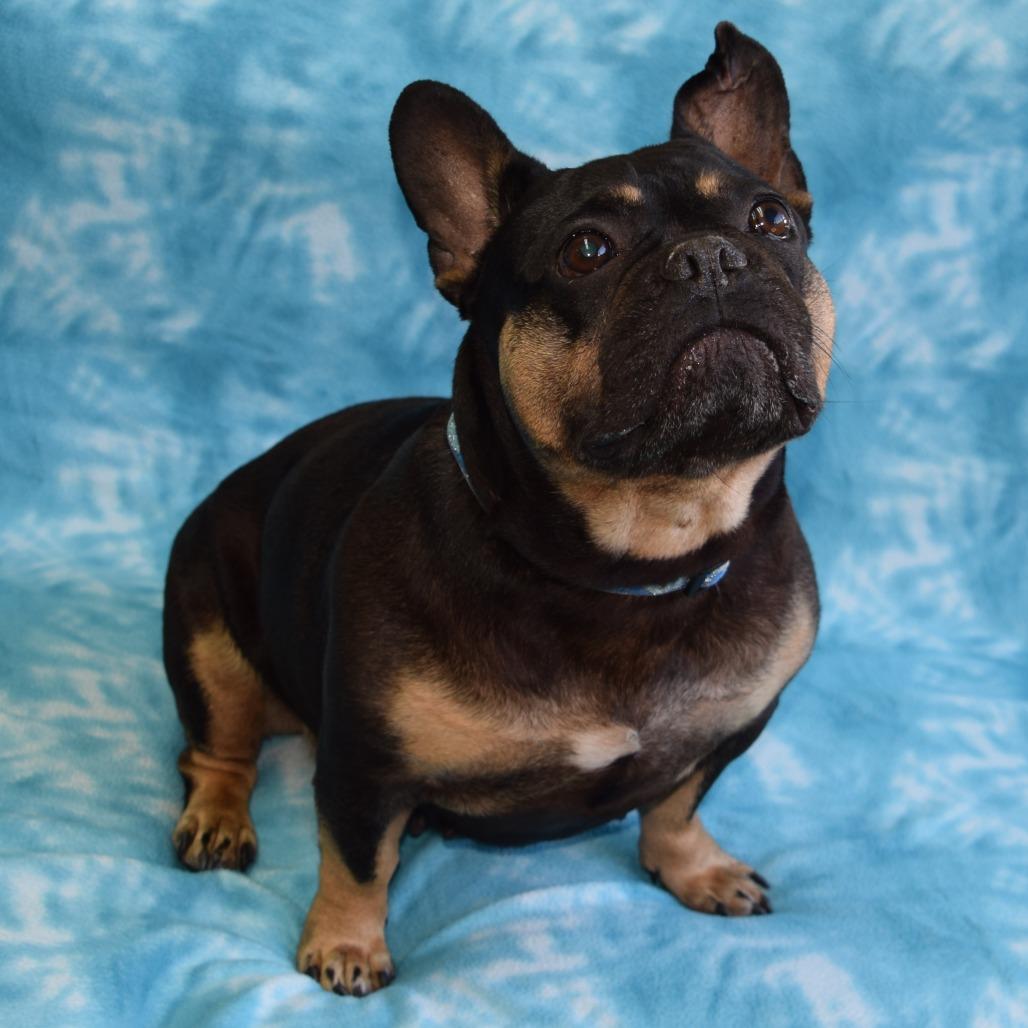 Enlarge Martha, a Adoptable French Bulldog in Eureka, CA image 3/4