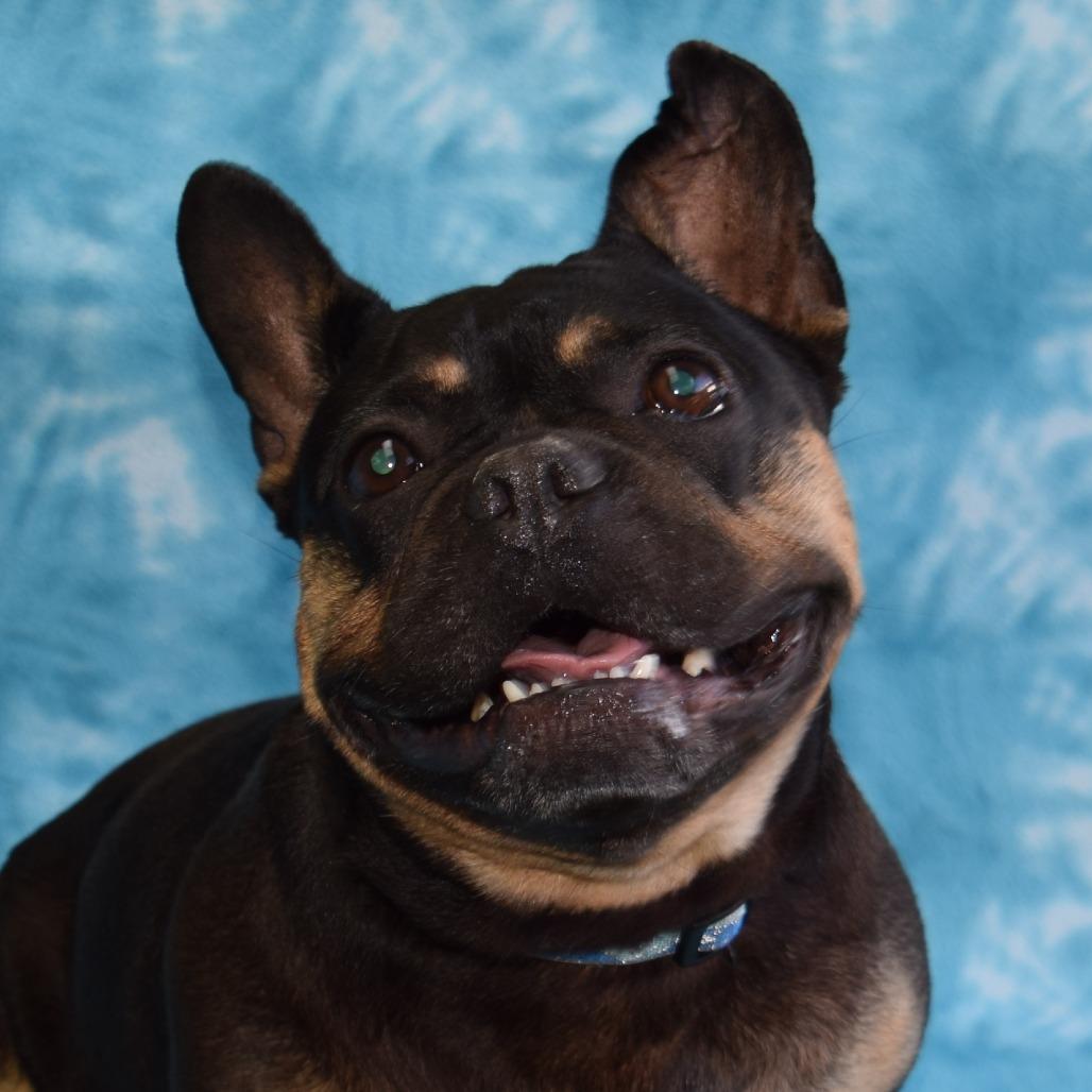 Enlarge Martha, a Adoptable French Bulldog in Eureka, CA image 4/4