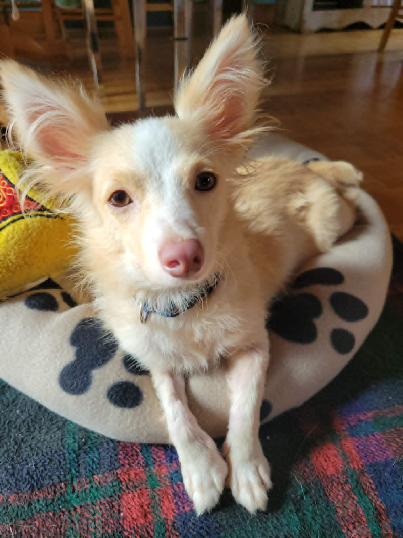 Lulu, an adopted mixed breed in Hamilton, ON image 2/6