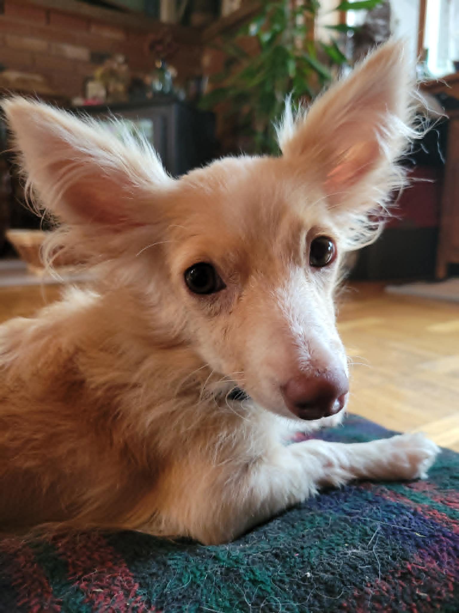 Lulu, an adopted mixed breed in Hamilton, ON image 3/6