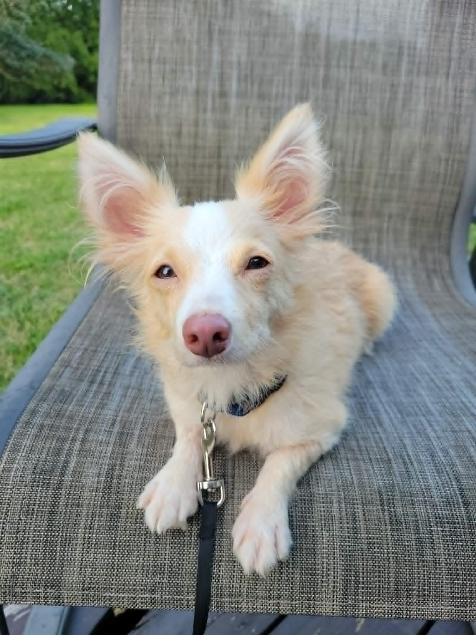 Lulu, an adopted mixed breed in Hamilton, ON image 4/6