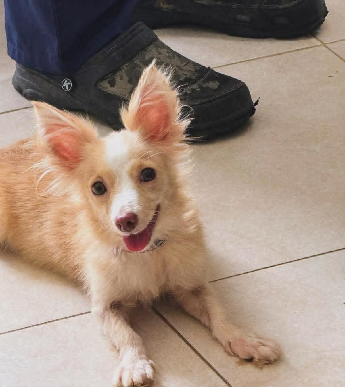 Lulu, an adopted mixed breed in Hamilton, ON image 1/6