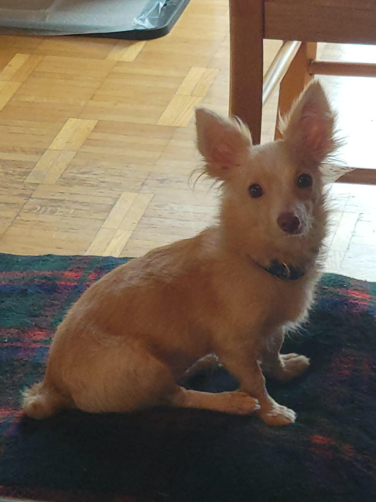 Lulu, an adopted mixed breed in Hamilton, ON image 6/6