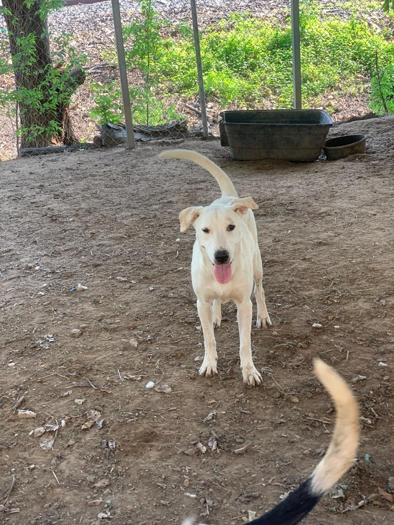 Enlarge Caprie, a Adoptable mixed breed in Hearne, TX image 1/4