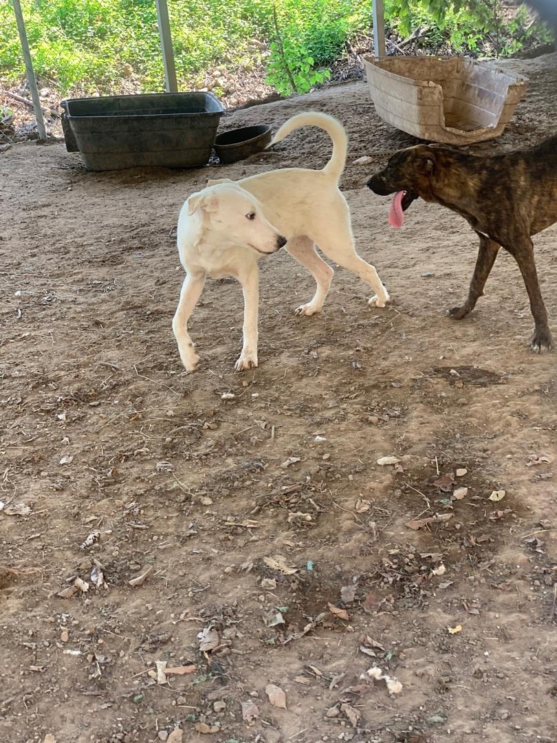 Enlarge Caprie, a Adoptable mixed breed in Hearne, TX image 2/4