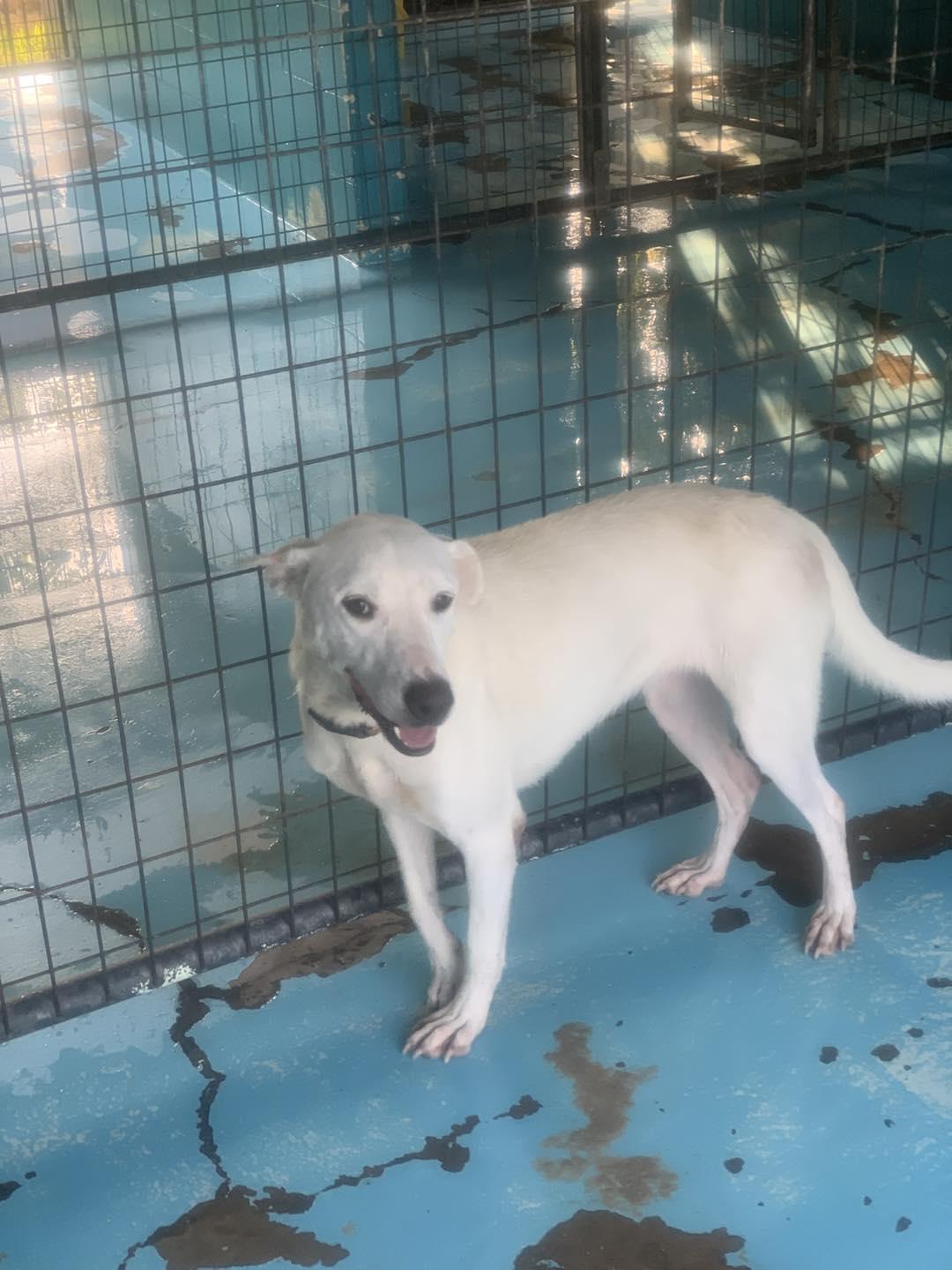 Enlarge Caprie, a Adoptable mixed breed in Hearne, TX image 3/4