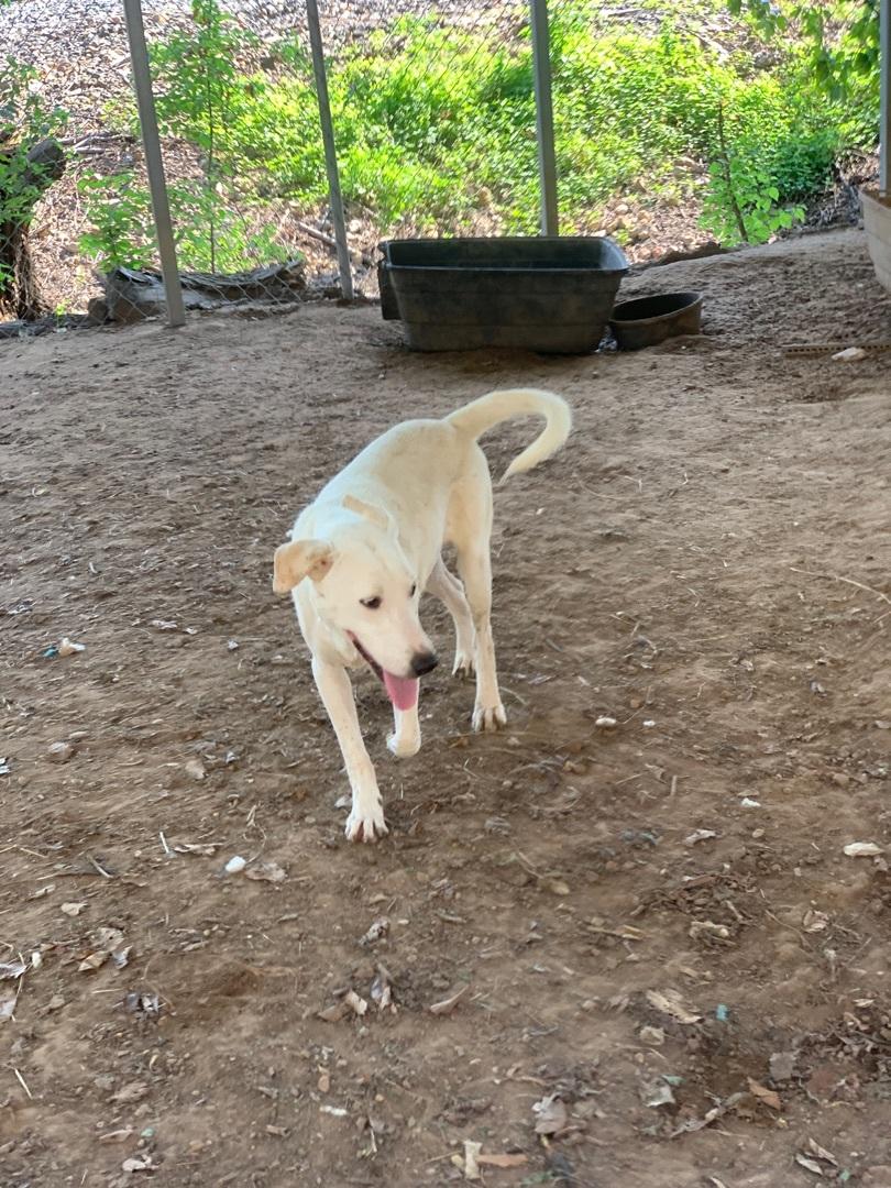 Enlarge Caprie, a Adoptable mixed breed in Hearne, TX image 4/4