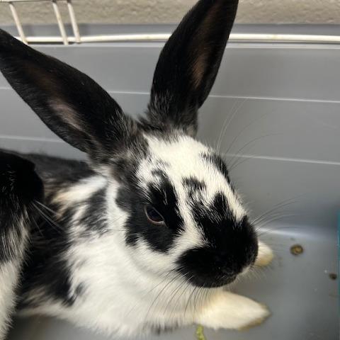 Enlarge Rueben, a Adoptable American in Dayton, OH image 1/3