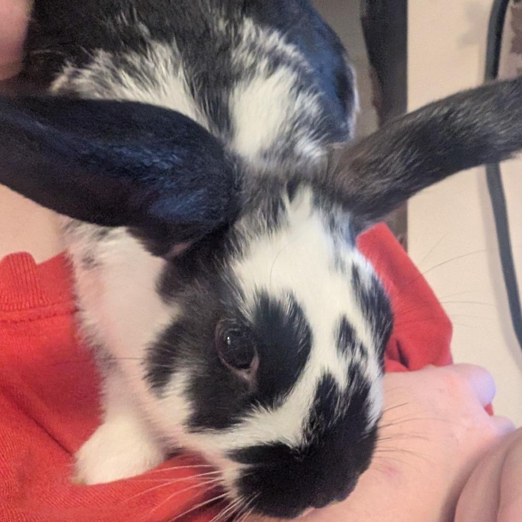 Enlarge Rueben, a Adoptable American in Dayton, OH image 2/3