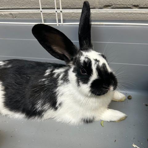 Enlarge Rueben, a Adoptable American in Dayton, OH image 3/3