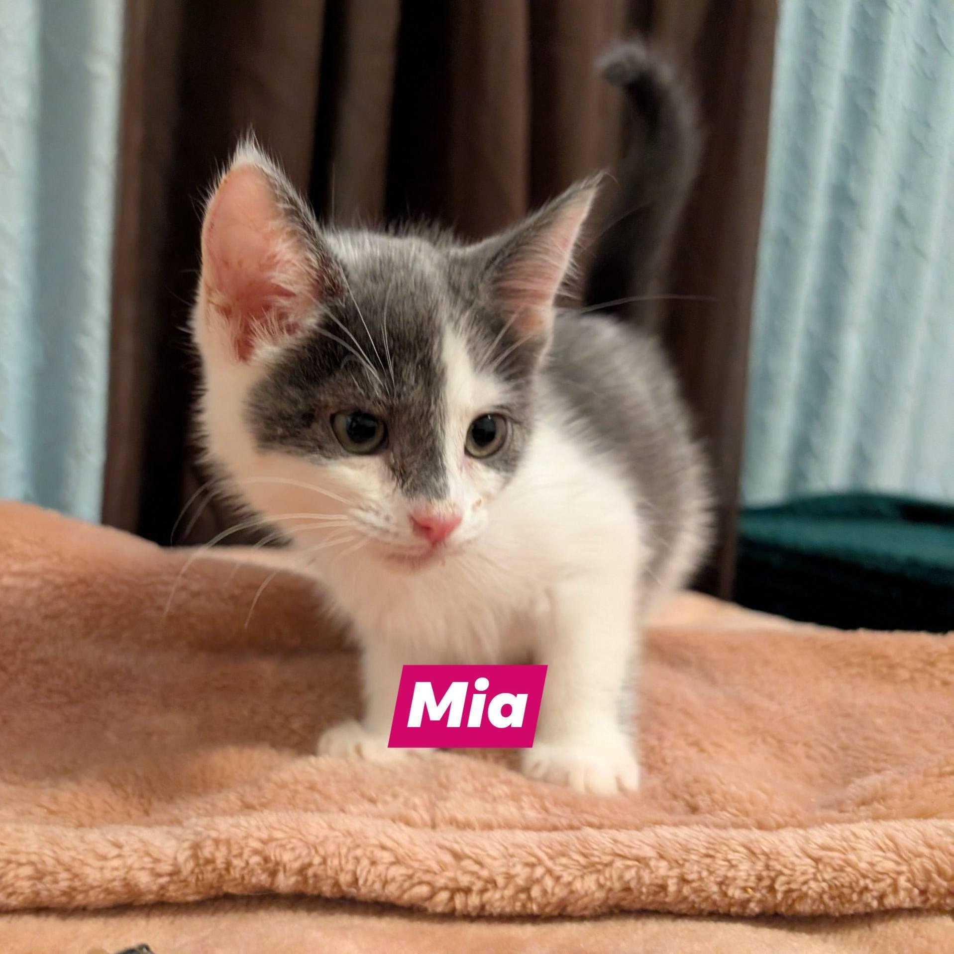 Mia, ADOPTABLE, Kitten Female Domestic Short Hair.