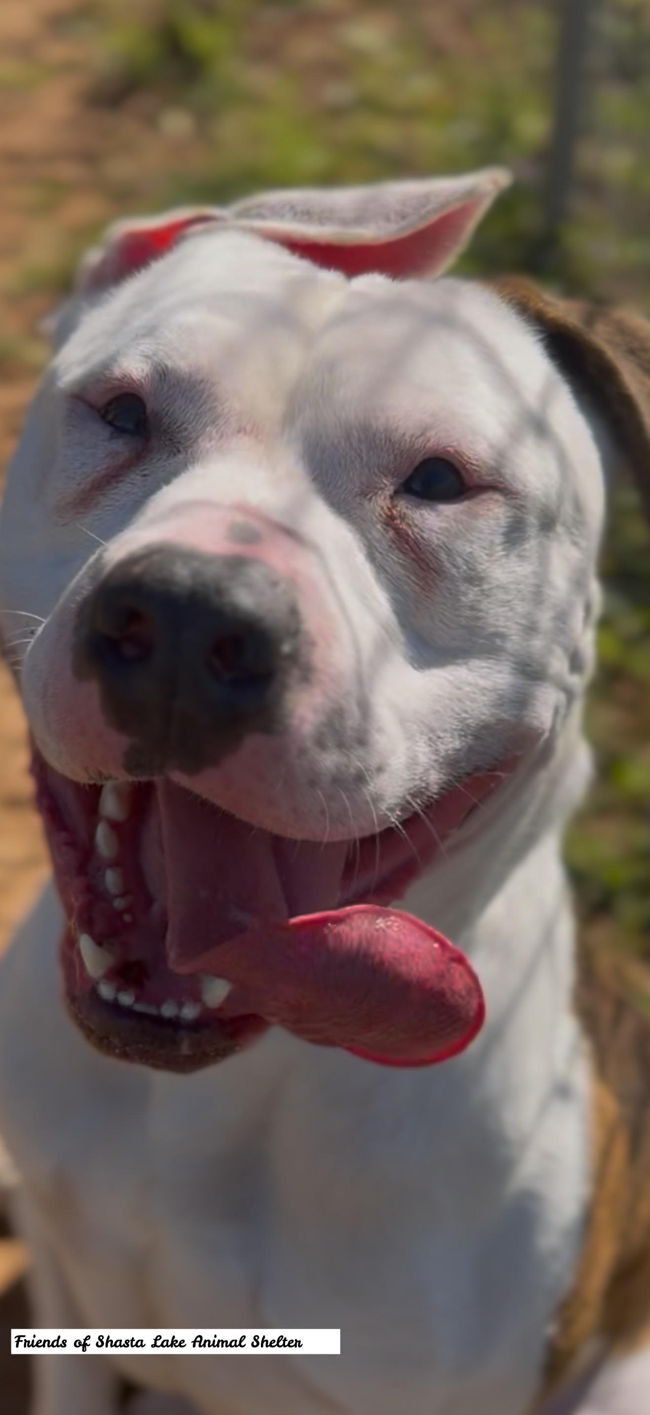 Diesel, a ADOPTABLE mixed breed in Shasta Lake, CA image 3/3