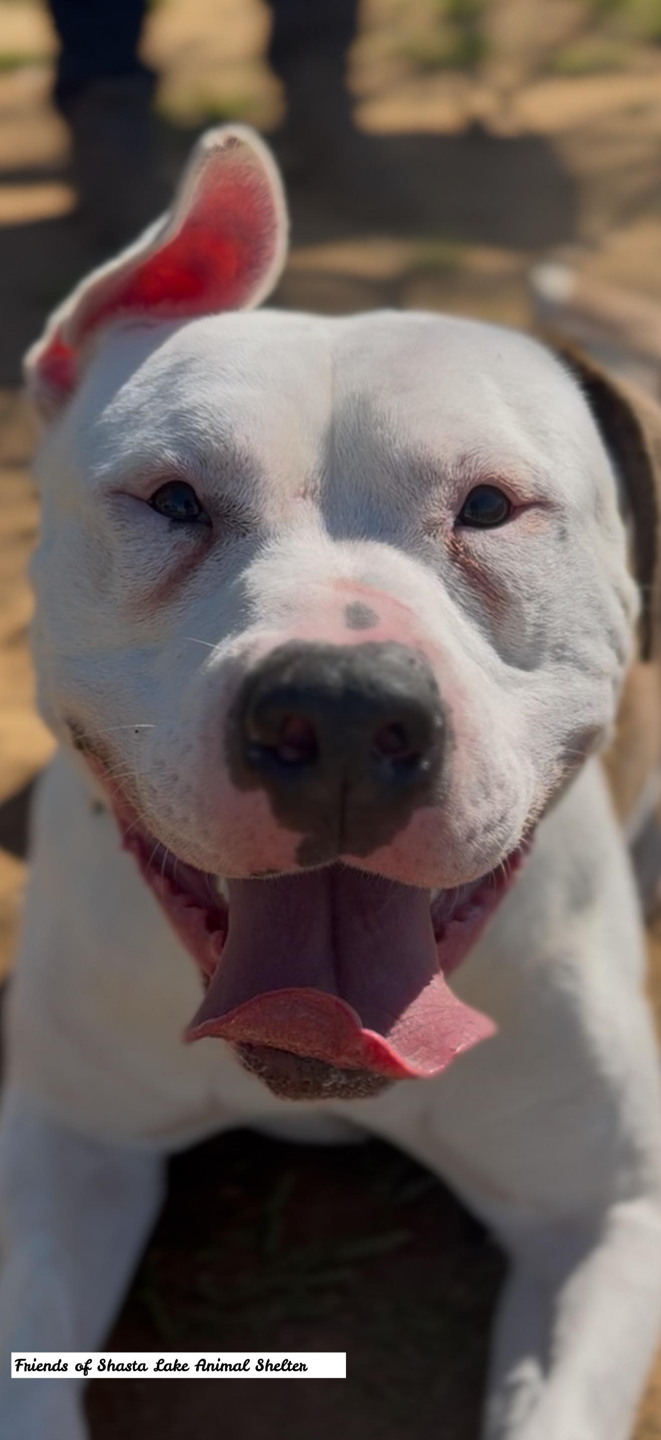 Diesel, a ADOPTABLE mixed breed in Shasta Lake, CA image 2/3