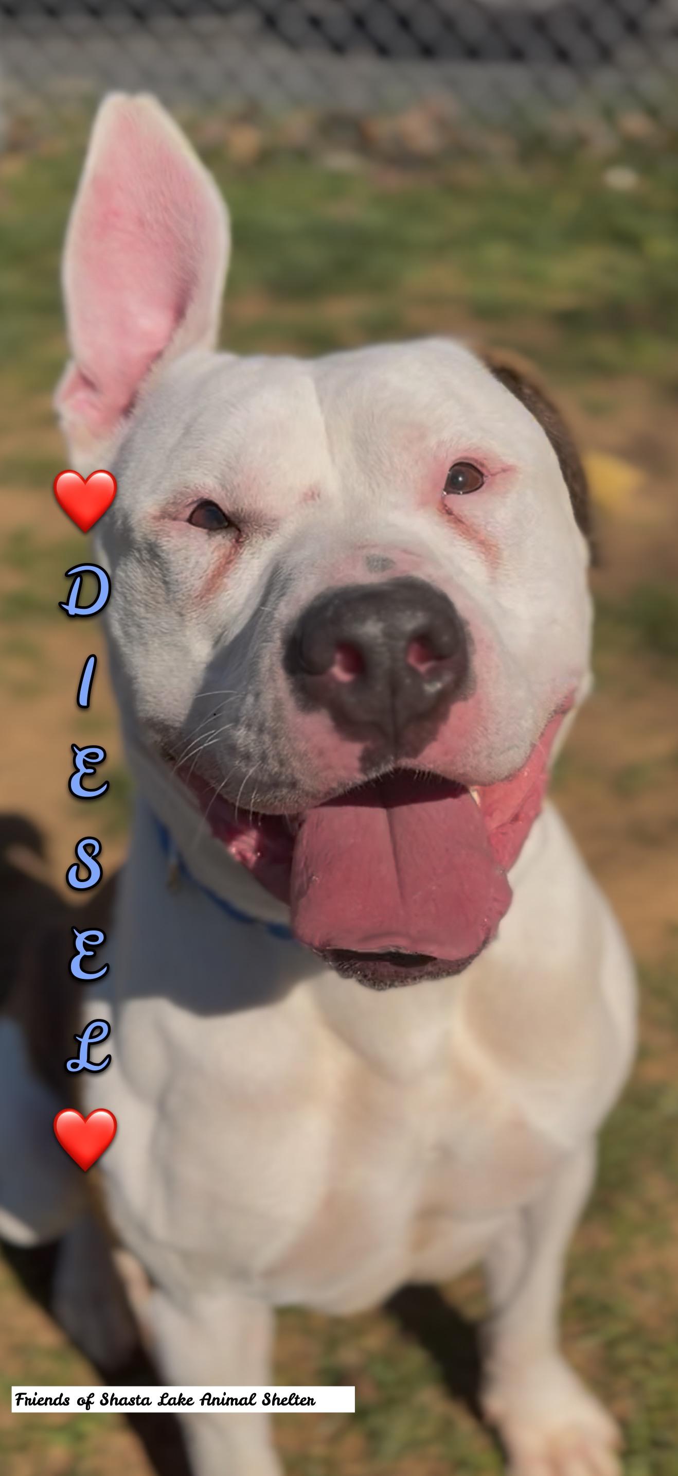 Diesel, a ADOPTABLE mixed breed in Shasta Lake, CA image 1/3