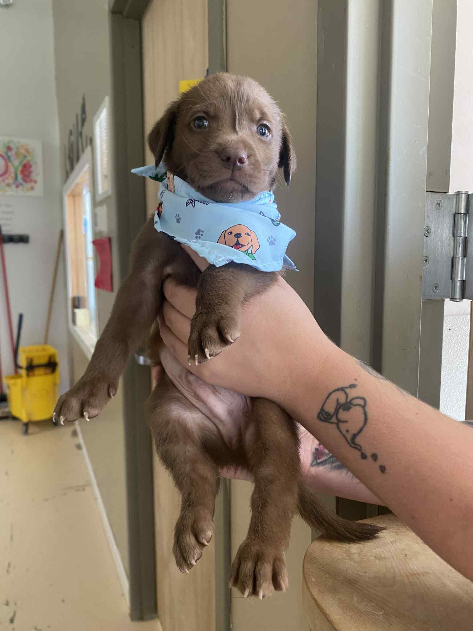 Scout